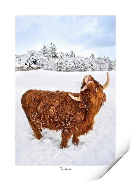 In heaven.  A highland cow catching snow flakes part of a set Print by JC studios LRPS ARPS