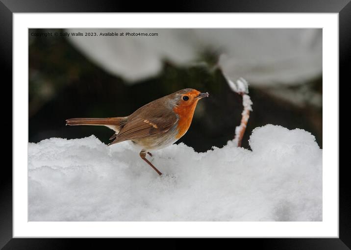 Robin in deep snow Framed Mounted Print by Sally Wallis