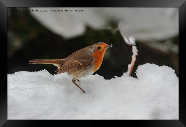 Robin in deep snow Framed Print by Sally Wallis