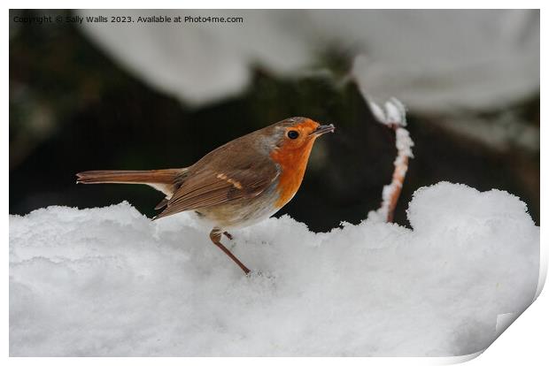 Robin in deep snow Print by Sally Wallis