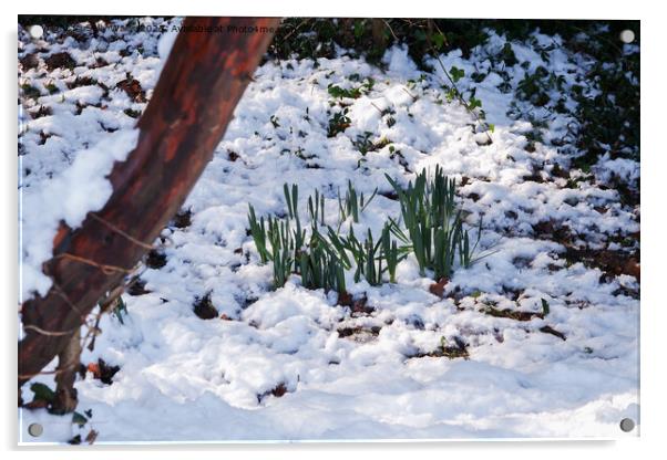 Snow on daffodils Acrylic by Sally Wallis