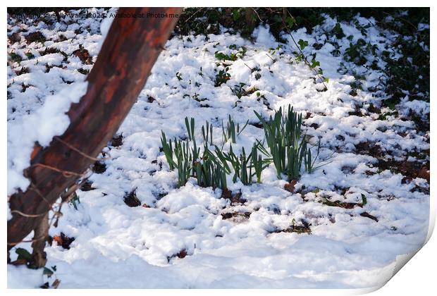 Snow on daffodils Print by Sally Wallis