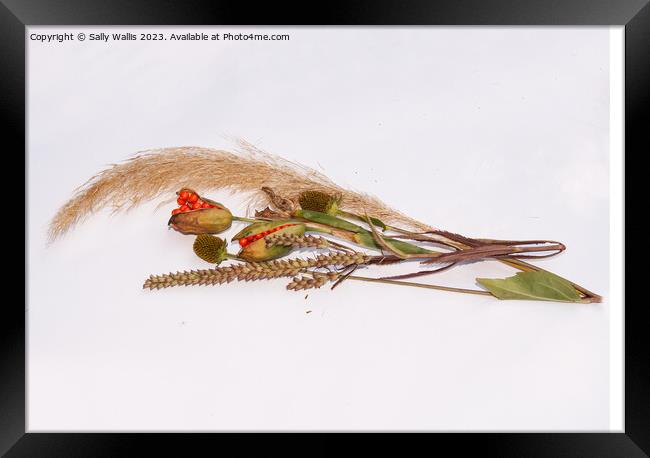 spray of harvested seed heads Framed Print by Sally Wallis