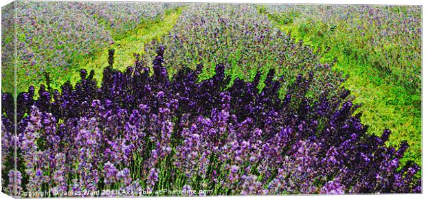 Lavender field Canvas Print by James Ward