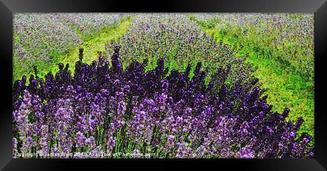 Lavender field Framed Print by James Ward