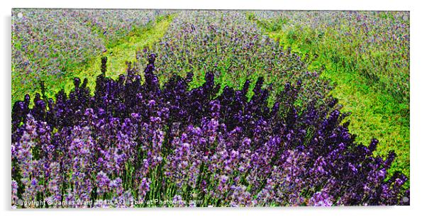 Lavender field Acrylic by James Ward