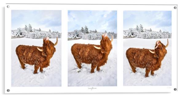 Loving the snow, A photographic triptych Acrylic by JC studios LRPS ARPS
