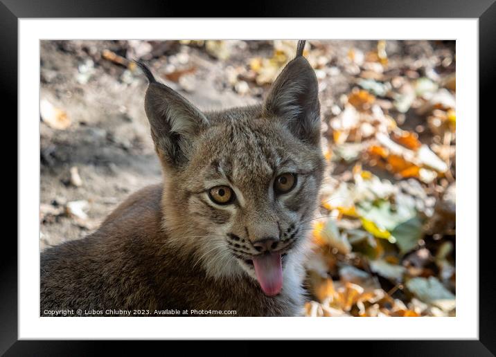 Eurasian Lynx and autumn leaves in background (scientific name Lynx lynx) Framed Mounted Print by Lubos Chlubny