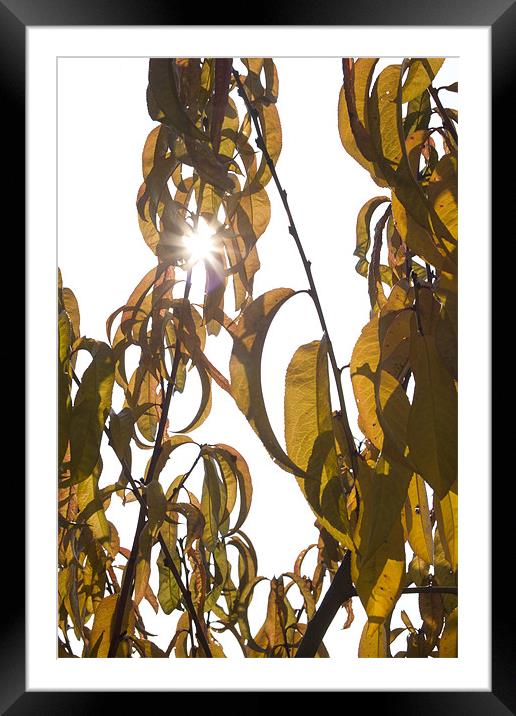 Autumn sunburst Framed Mounted Print by Ian Middleton