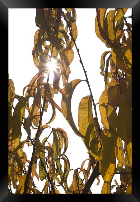 Autumn sunburst Framed Print by Ian Middleton