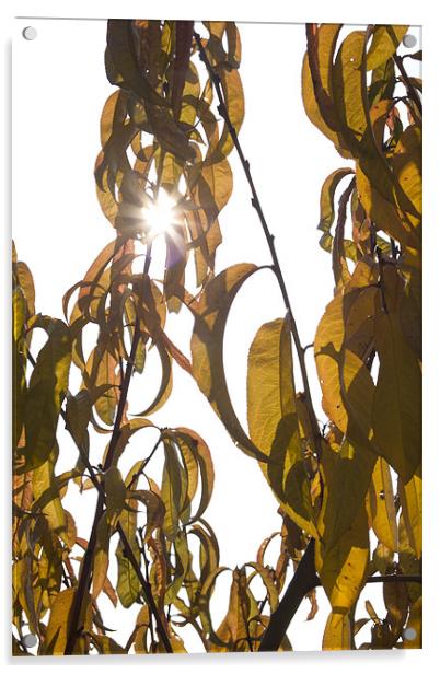 Autumn sunburst Acrylic by Ian Middleton