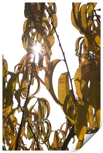 Autumn sunburst Print by Ian Middleton