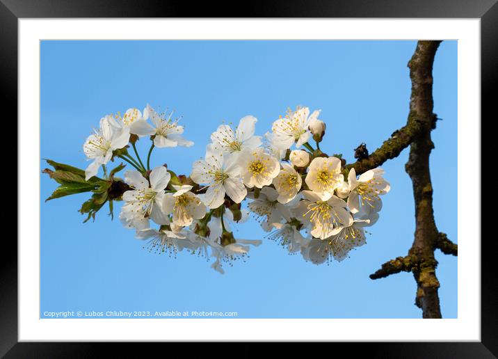 Cherry Blossoms on a blue sky. Spring floral background. Cherry flowers blossoming in the springtime. Framed Mounted Print by Lubos Chlubny