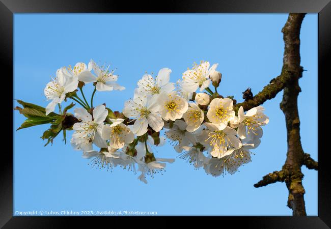 Cherry Blossoms on a blue sky. Spring floral background. Cherry flowers blossoming in the springtime. Framed Print by Lubos Chlubny