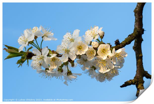 Cherry Blossoms on a blue sky. Spring floral background. Cherry flowers blossoming in the springtime. Print by Lubos Chlubny