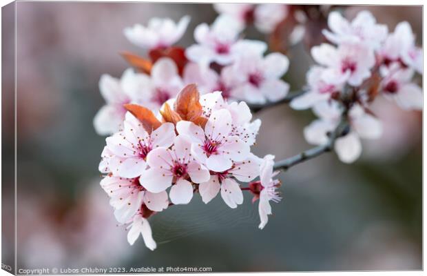 Spring cherry blossoms, pink flowers. Canvas Print by Lubos Chlubny