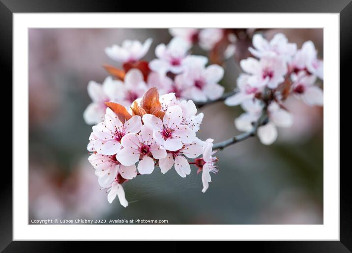 Spring cherry blossoms, pink flowers. Framed Mounted Print by Lubos Chlubny