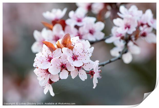 Spring cherry blossoms, pink flowers. Print by Lubos Chlubny