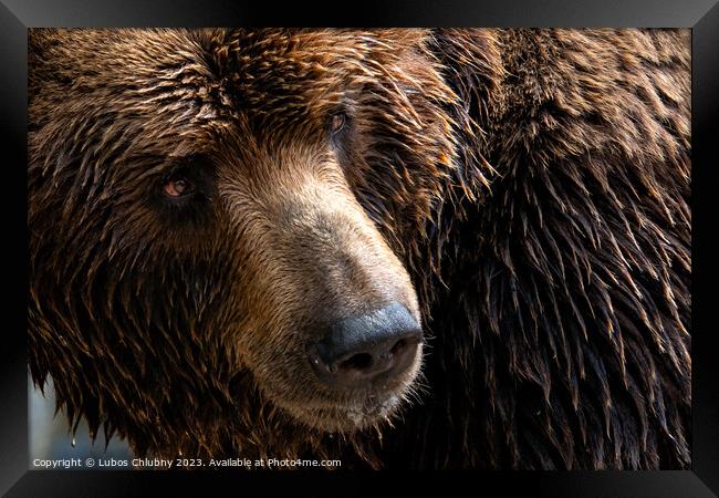 Front view of brown bear. Portrait of Kamchatka bear (Ursus arctos beringianus) Framed Print by Lubos Chlubny