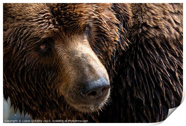 Front view of brown bear. Portrait of Kamchatka bear (Ursus arctos beringianus) Print by Lubos Chlubny
