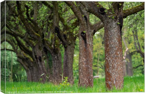 Cherry orchard. Tree trunk cherry in a row. Cherry trees alley. Canvas Print by Lubos Chlubny
