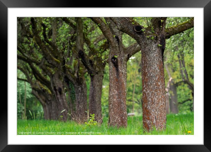 Cherry orchard. Tree trunk cherry in a row. Cherry trees alley. Framed Mounted Print by Lubos Chlubny