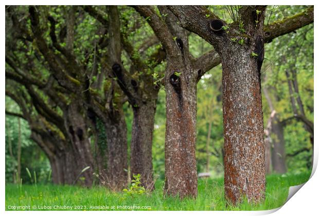 Cherry orchard. Tree trunk cherry in a row. Cherry trees alley. Print by Lubos Chlubny