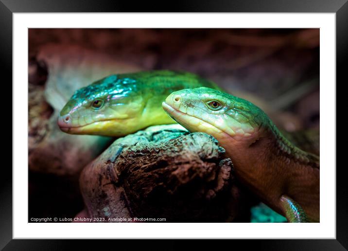 Tanimbar skink, green lizard standing on a piece of wood. Tiliqua scincoides chimaerea close up. Framed Mounted Print by Lubos Chlubny