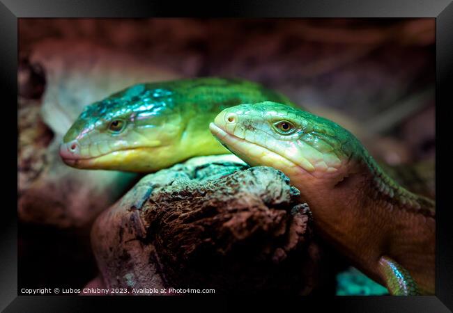 Tanimbar skink, green lizard standing on a piece of wood. Tiliqua scincoides chimaerea close up. Framed Print by Lubos Chlubny