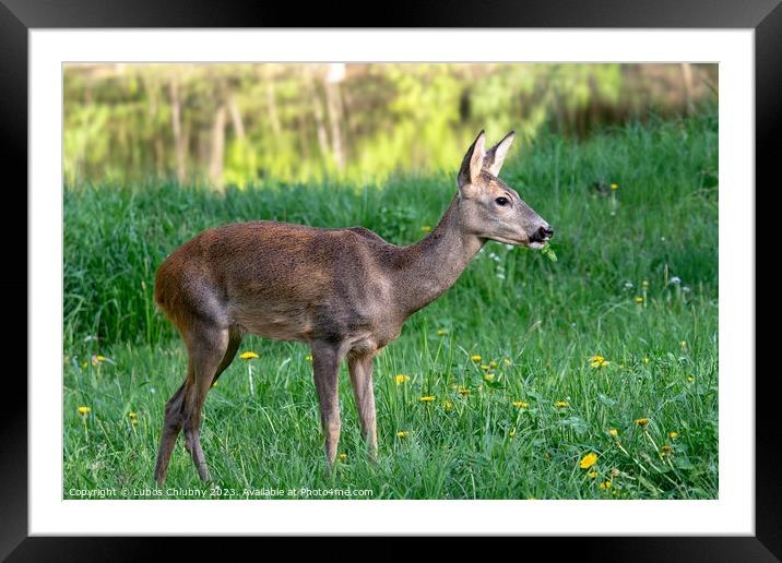 Roe deer, Capreolus capreolus. Wild roe deer in nature. Framed Mounted Print by Lubos Chlubny