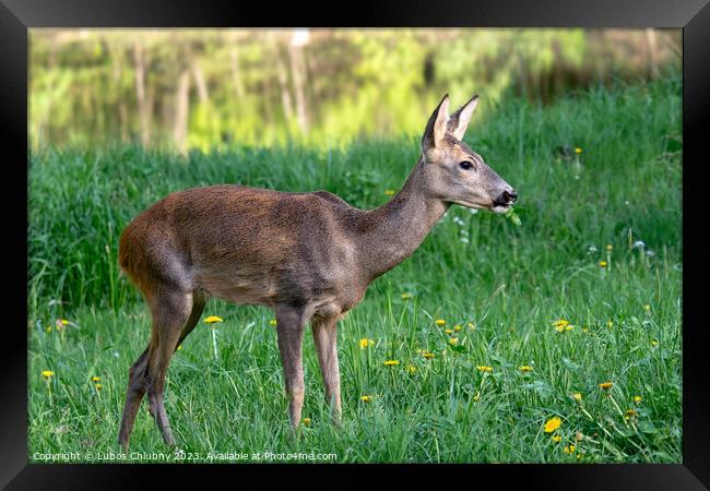 Roe deer, Capreolus capreolus. Wild roe deer in nature. Framed Print by Lubos Chlubny