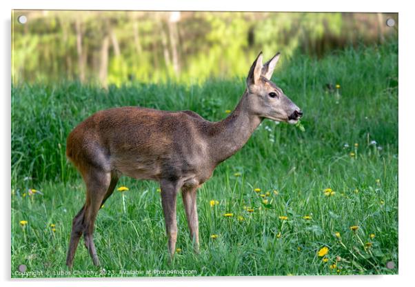 Roe deer, Capreolus capreolus. Wild roe deer in nature. Acrylic by Lubos Chlubny