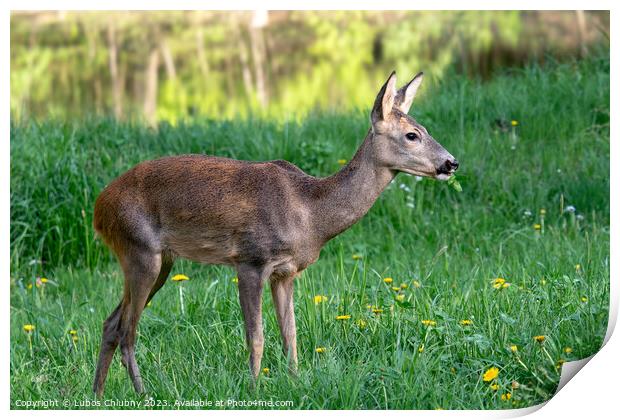 Roe deer, Capreolus capreolus. Wild roe deer in nature. Print by Lubos Chlubny