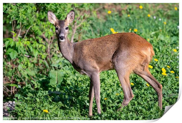 Roe deer, Capreolus capreolus. Wild roe deer in nature. Print by Lubos Chlubny