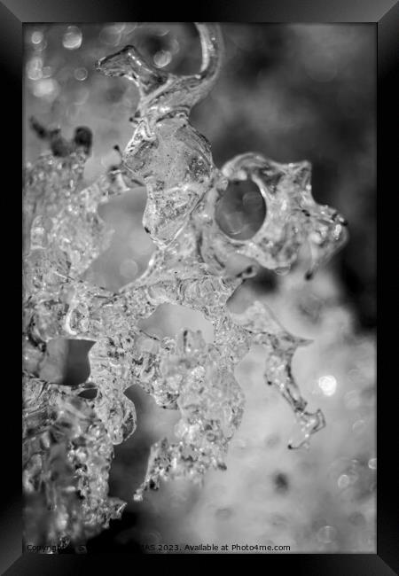 Little Ice Monster Framed Print by STEPHEN THOMAS