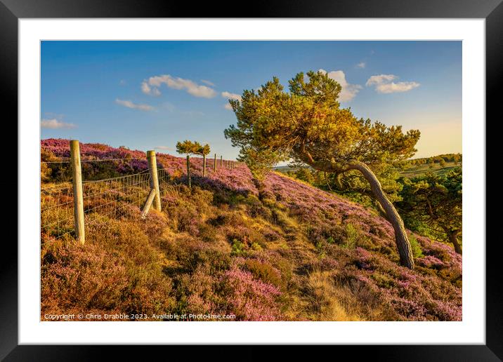 Hewetts Bank at sunset Framed Mounted Print by Chris Drabble