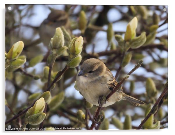 Female House Sparrow - Passer domesticus Acrylic by Alan Dunnett