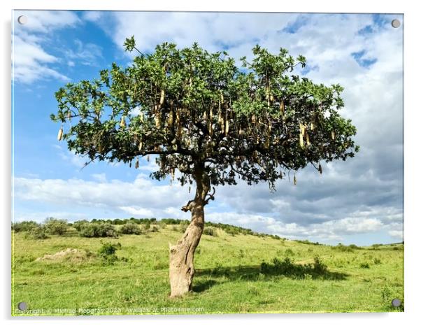A beautiful sausage tree Kigelia africana in the savannah of Ken Acrylic by Michael Piepgras