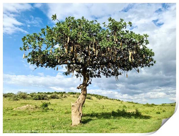 A beautiful sausage tree Kigelia africana in the savannah of Ken Print by Michael Piepgras
