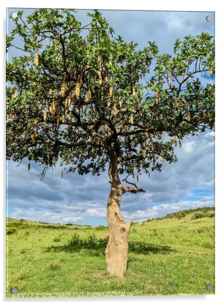 A beautiful sausage tree Kigelia africana in the savannah of Ken Acrylic by Michael Piepgras