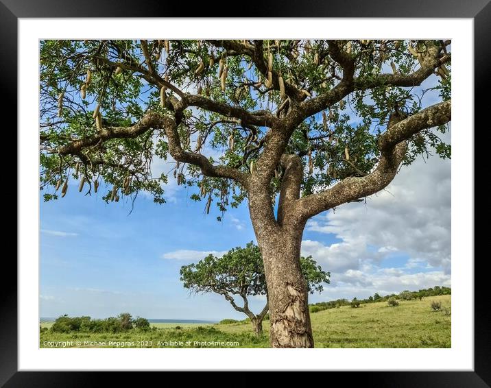 A beautiful sausage tree Kigelia africana in the savannah of Ken Framed Mounted Print by Michael Piepgras