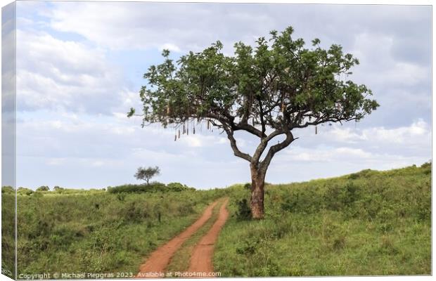 A beautiful sausage tree Kigelia africana in the savannah of Ken Canvas Print by Michael Piepgras