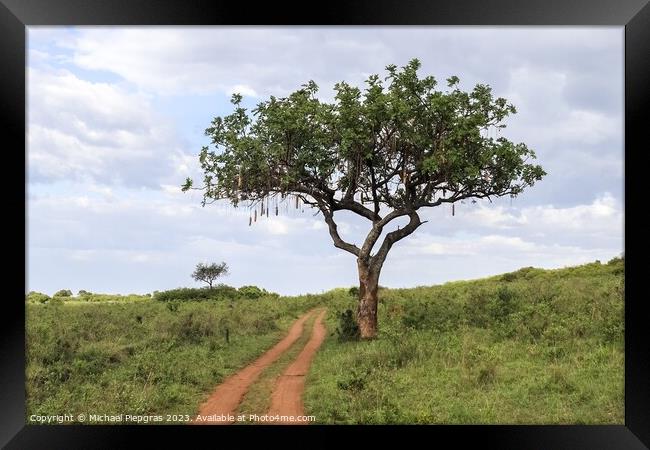A beautiful sausage tree Kigelia africana in the savannah of Ken Framed Print by Michael Piepgras