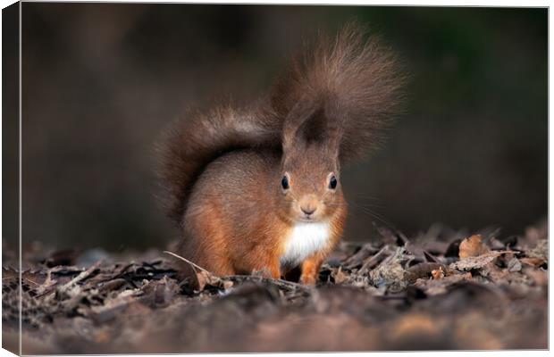 red squirrel from ground level  Canvas Print by Alan Tunnicliffe