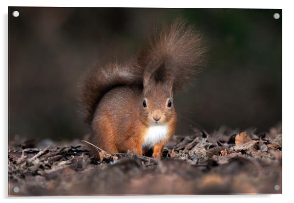 red squirrel from ground level  Acrylic by Alan Tunnicliffe