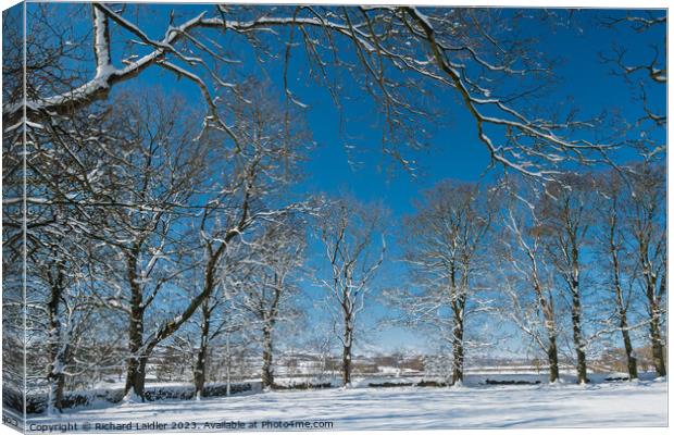 Winter Trees at Hutton Magna Canvas Print by Richard Laidler