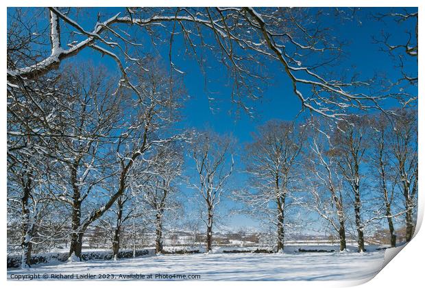 Winter Trees at Hutton Magna Print by Richard Laidler