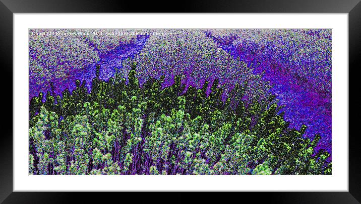 Funky Lavender Framed Mounted Print by James Ward