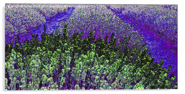 Funky Lavender Acrylic by James Ward