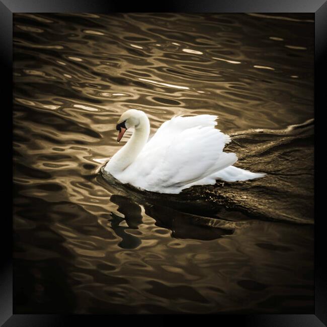 One Swan on golden pond Framed Print by Steve Taylor